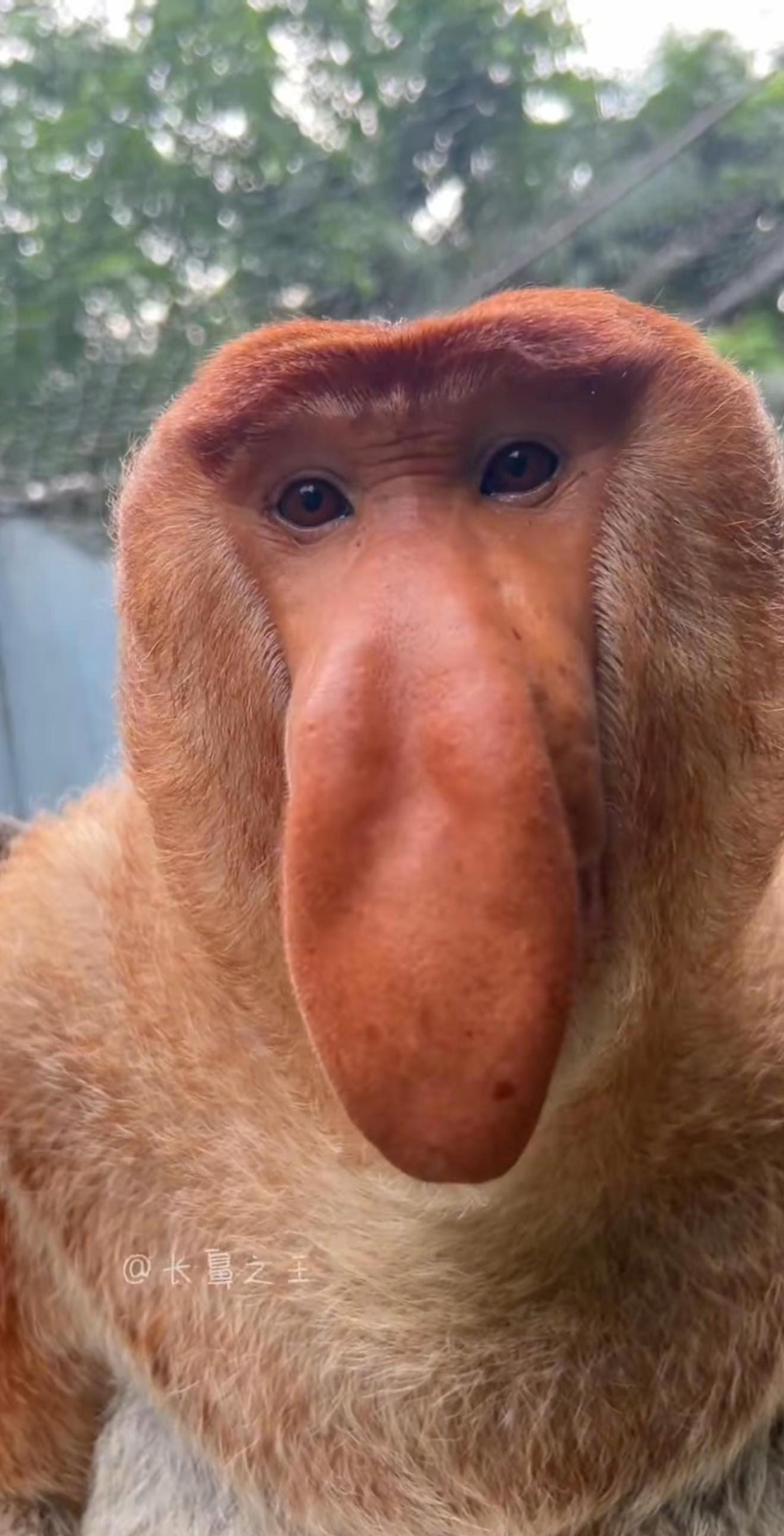 NAKULA Monkey Handmade Felted Proboscis Monkey Nakula Icelandic Wool