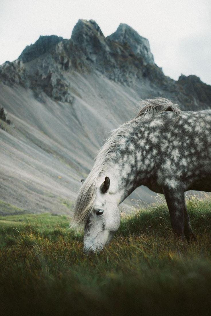 Icelandic Felted Wool Horse Handmade