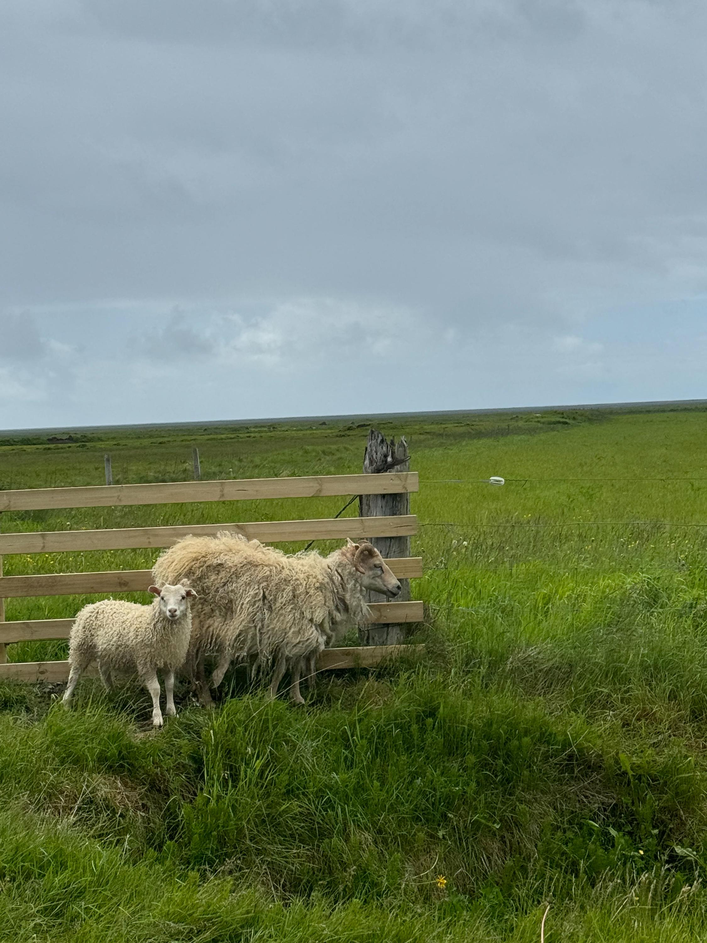 Icelandic Wool Felted Soap